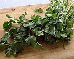 Some admittedly sad-looking bunched coriander
